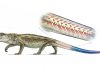 Study: Ancient reptile could separate tail to escape predators