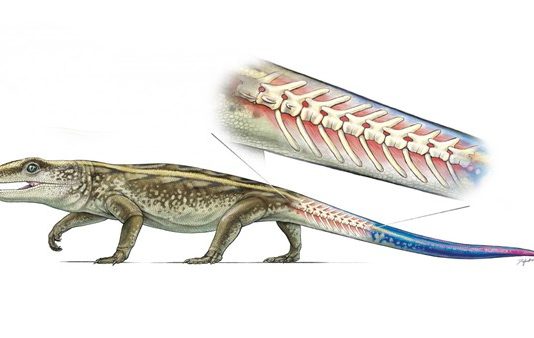 Study: Ancient reptile could separate tail to escape predators Study: Ancient reptile could separate tail to escape predators