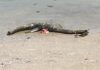 Wolf Island: Dead sea creature resembling the Loch Ness Monster washes up on beach