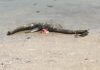 Wolf Island: Dead sea creature resembling the Loch Ness Monster washes up on beach Wolf Island: Dead sea creature resembling the Loch Ness Monster washes up on beach