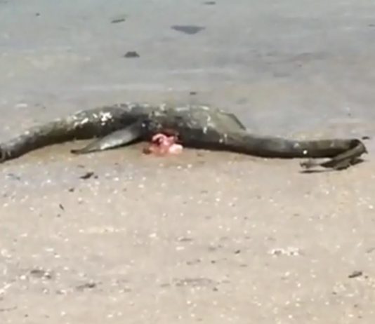 Wolf Island: Dead sea creature resembling the Loch Ness Monster washes up on beach Wolf Island: Dead sea creature resembling the Loch Ness Monster washes up on beach
