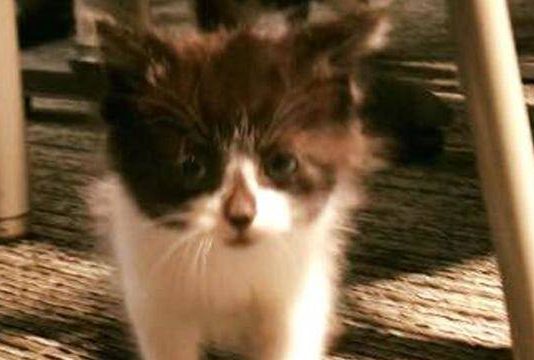 Adorable Kitten Joins Michigan Police Adorable Kitten Joins Michigan Police