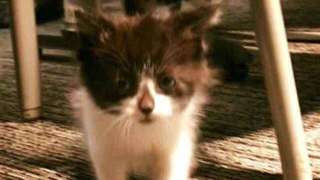 Adorable Kitten Joins Michigan Police