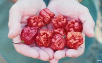 BIZARRE! Man Sent To ER After Eating World’s Hottest Chilli BIZARRE! Man Sent To ER After Eating World's Hottest Chilli