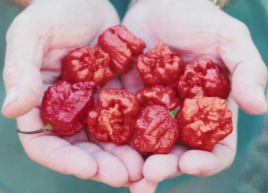 BIZARRE! Man Sent To ER After Eating World’s Hottest Chilli BIZARRE! Man Sent To ER After Eating World's Hottest Chilli