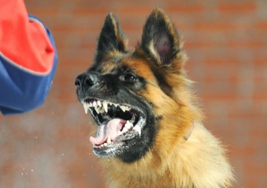 Health Canada looking into 4-year-old boy’s treatment of rabid dog saliva Health Canada looking into 4-year-old boy's treatment of rabid dog saliva