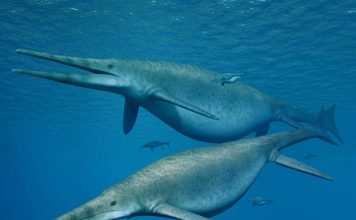 Ichthyosaur, Jawbone From 200 Million-Year-Old Giant Dinosaur Found Ichthyosaur, Jawbone From 200 Million-Year-Old Giant Dinosaur Found