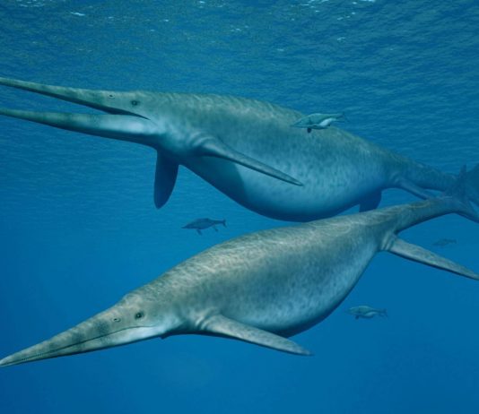 Ichthyosaur, Jawbone From 200 Million-Year-Old Giant Dinosaur Found Ichthyosaur, Jawbone From 200 Million-Year-Old Giant Dinosaur Found