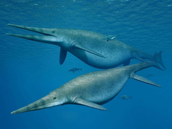 Ichthyosaur, Jawbone From 200 Million-Year-Old Giant Dinosaur Found Ichthyosaur, Jawbone From 200 Million-Year-Old Giant Dinosaur Found