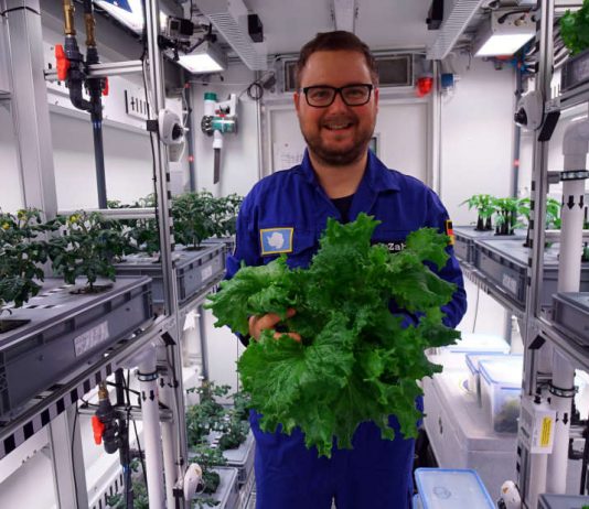 Researchers harvest the first veggies from fancy Antarctic greenhouse Researchers harvest the first veggies from fancy Antarctic greenhouse