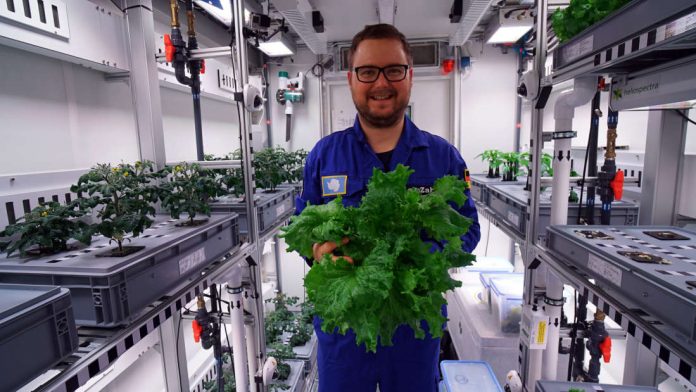 Researchers harvest the first veggies from fancy Antarctic greenhouse