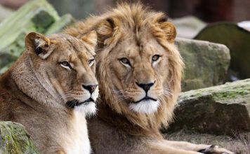Animals Break Out Of Zoo in west Germany Animals Break Out Of Zoo in west Germany