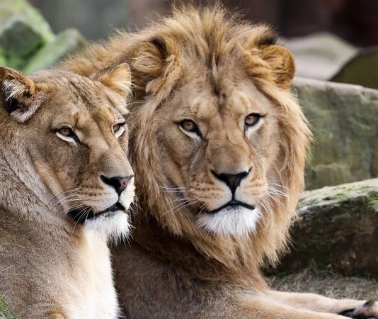 Animals Break Out Of Zoo in west Germany Animals Break Out Of Zoo in west Germany