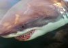 Canada shark: Ottawa eyes protection measures, Report
