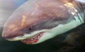 Canada shark: Ottawa eyes protection measures, Report Canada shark: Ottawa eyes protection measures, Report