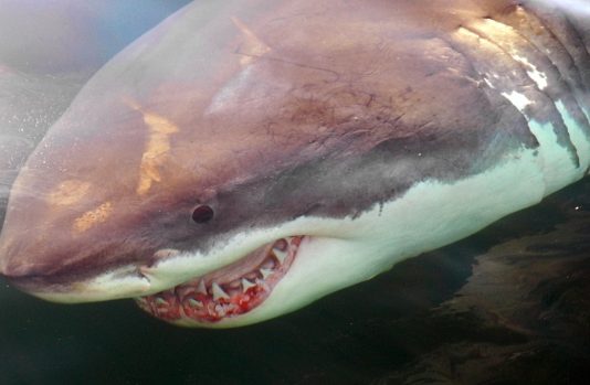 Canada shark: Ottawa eyes protection measures, Report Canada shark: Ottawa eyes protection measures, Report