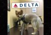 Dog Found Dead On Delta Airlines Flight, family wants answers
