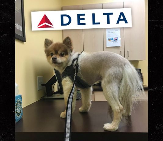 Dog Found Dead On Delta Airlines Flight, family wants answers Dog Found Dead On Delta Airlines Flight, family wants answers
