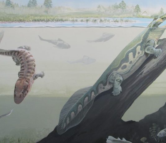 New discovery: A tetrapod fauna from within the Devonian Antarctic Circle New discovery: A tetrapod fauna from within the Devonian Antarctic Circle