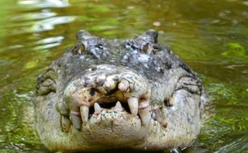 Pastor killed by croc during lake baptism Pastor killed by croc during lake baptism