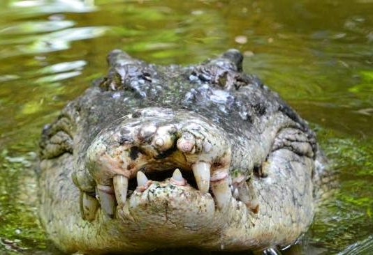 Pastor killed by croc during lake baptism Pastor killed by croc during lake baptism