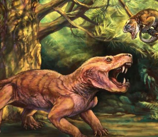 Research: Monstrous Saber-tooth Species Discovered in Russia Research: Monstrous Saber-tooth Species Discovered in Russia