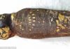 ‘Hawk Mummy’ Turns Out To Be A Baby With Severely Malformed Skull
