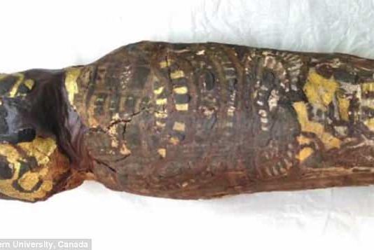 ‘Hawk Mummy’ Turns Out To Be A Baby With Severely Malformed Skull ‘Hawk Mummy’ Turns Out To Be A Baby With Severely Malformed Skull