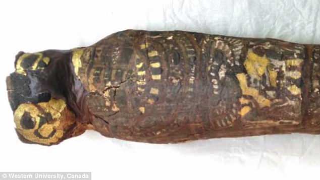 ‘Hawk Mummy’ Turns Out To Be A Baby With Severely Malformed Skull