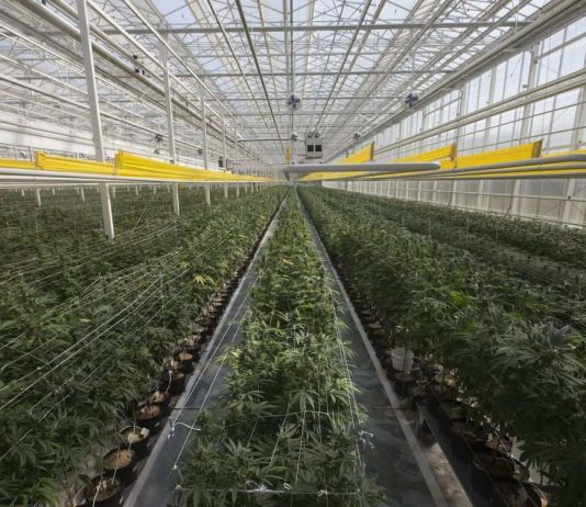 Aphria wrestles with hostile takeover bid by Ohio-based company, Report