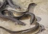 Cocaine in Thames makes eels hyperactive, Report
