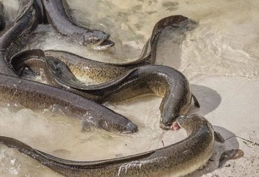 Cocaine in Thames makes eels hyperactive, Report Cocaine in Thames makes eels hyperactive, Report