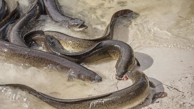 Cocaine in Thames makes eels hyperactive, Report