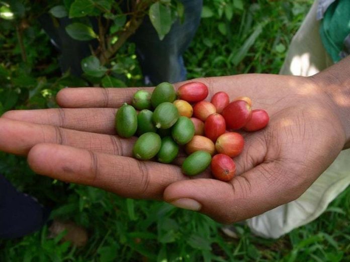 Many coffee species threatened with extinction, Study