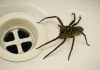 Police Called On Man Issuing Death Threats To A Spider (Reports)