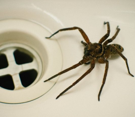 Police Called On Man Issuing Death Threats To A Spider (Reports) Police Called On Man Issuing Death Threats To A Spider (Reports)