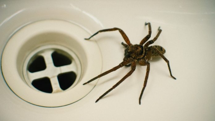 Police Called On Man Issuing Death Threats To A Spider (Reports)