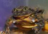 World's loneliest frog finds a possible mate, Report