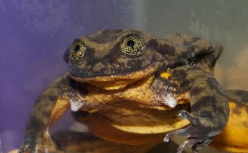 World’s loneliest frog finds a possible mate, Report World's loneliest frog finds a possible mate, Report