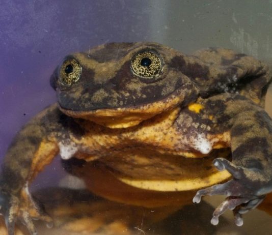 World’s loneliest frog finds a possible mate, Report World's loneliest frog finds a possible mate, Report