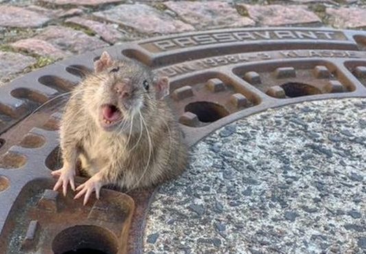 Fat Rat Rescued from Manhole Cover by Germany’ (Video) Fat Rat Rescued from Manhole Cover by Germany' (Video)