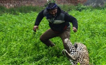 Leopard goes on rampage in India, mauls six people in terrifying attack Leopard goes on rampage in India, mauls six people in terrifying attack