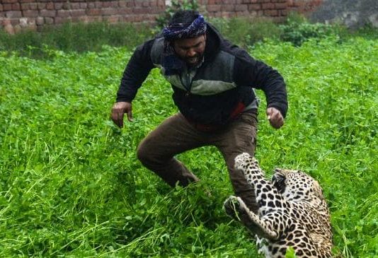 Leopard goes on rampage in India, mauls six people in terrifying attack Leopard goes on rampage in India, mauls six people in terrifying attack