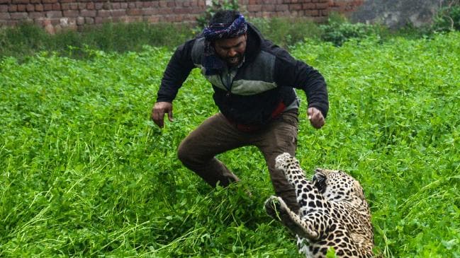 Leopard goes on rampage in India, mauls six people in terrifying attack