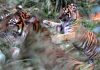 London Zoo Tiger Killed by Her Potential Mate (Reports) London Zoo Tiger Killed by Her Potential Mate (Reports)