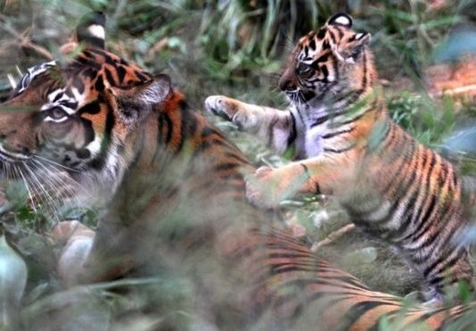 London Zoo Tiger Killed by Her Potential Mate (Reports) London Zoo Tiger Killed by Her Potential Mate (Reports)