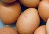 NSW investigates Salmonella outbreak linked to Australian eggs