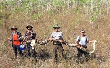 A 17-foot, 140-pound python was captured in a Florida park (Picture) A 17-foot, 140-pound python was captured in a Florida park (Picture)
