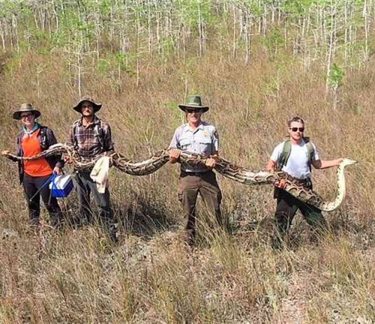 A 17-foot, 140-pound python was captured in a Florida park (Picture) A 17-foot, 140-pound python was captured in a Florida park (Picture)