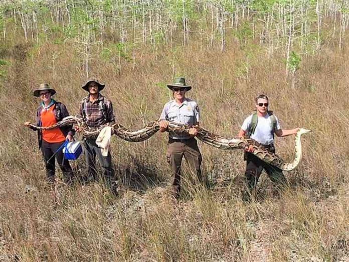 A 17-foot, 140-pound python was captured in a Florida park (Picture)